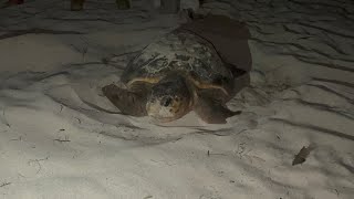 Hawksbill Turtle Experience