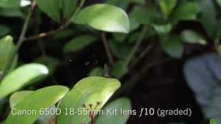 Canon 650D 35mm F1.4 and 18-55mm Stock Lens F10