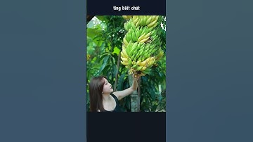 cảm giác hái các loại quả