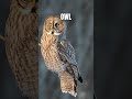 OWL WILDLIFE NATURE | Faunema