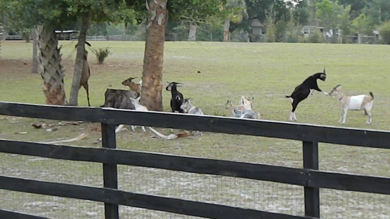 Florida Goats Showing Off YouTube