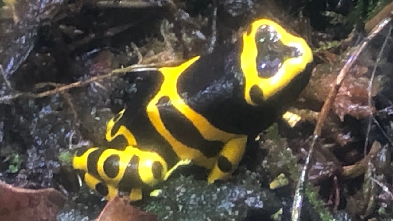 bumblebee-dart-frog-vivarium-youtube