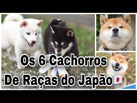 Vídeo: Raça De Cachorro Terrier Japonês Hipoalergênico, Saúde E Expectativa De Vida