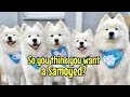 So you think you want a samoyed?