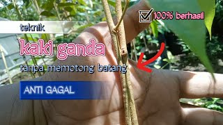 anti gagal‼️membuat kaki ganda bibit durian tanpa memotong batang pohonnya | tutof eL K
