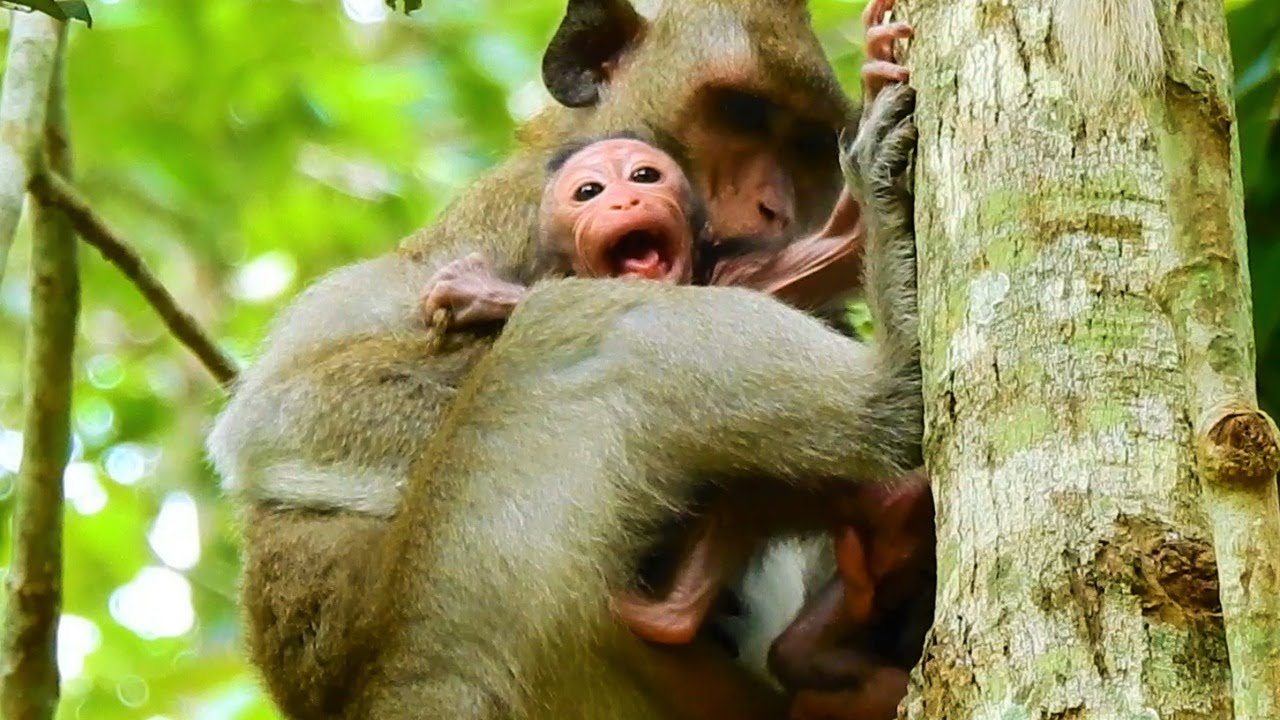 MILLION SAD...MILLION BROKEN HEART ! POOR BABY MONKEY CRYING LOUD NO MILK FOR LONG TIME BY KIDNAPPER