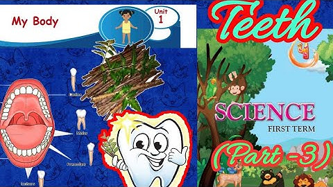 My body/ External organs(part-3)/Teeth/ Healthy mouth/ 4th  science/ unit 1/ term 1/ samacheer kalvi