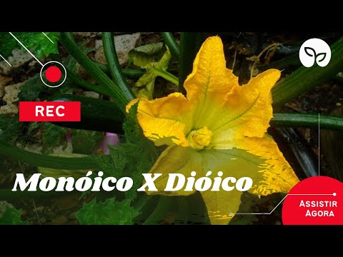 Vídeo: As plantas dióicas têm flores perfeitas?