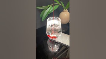 The weather is hot 🥵 let’s make a refreshing lemonade 😋🤗✨#shorts #lemonade