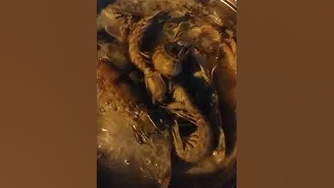 Ăn Tôm Tích ở Cà Mau