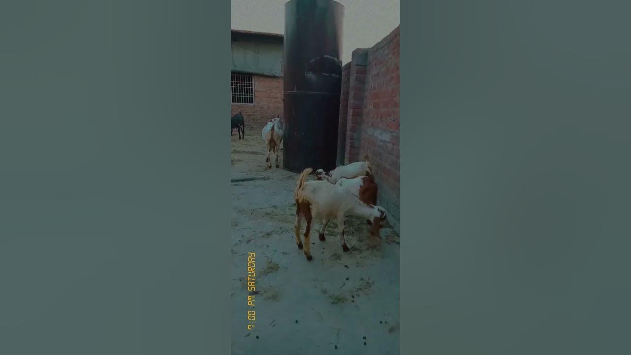 hamza-goat-farm-subscribe-viralvideo-aligarh-bakra-viralvideo