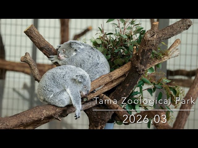 Kirara and Kintoki Koala キララときんとき コアラ Tama Zoological