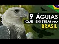 Águias do Brasil | As 9 espécies de águias que ocorrem no Brasil - Harpia e as águias brasileiras