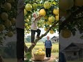 The Village Where Fruits Grow as Big as Humans