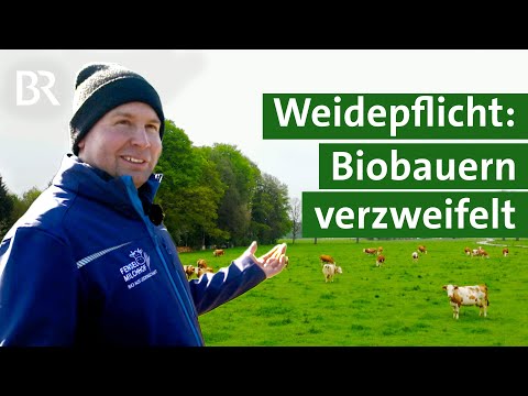 EU-Weidepflicht: Kühe auf der Weide statt im Kuhstall – Bio Landwirt in Not | Unser Land | BR