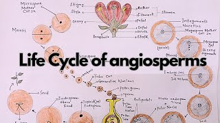 Life Cycle Of Angiosperms in pashto