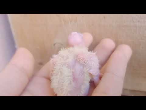 قص كوكتيل لاتيني عين حمراء معاه 3 زغاليل للبيع