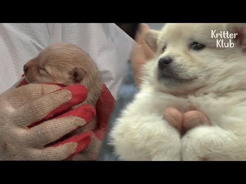 Video: Tanya Pelatih Anjing - Haruskah Saya Membiarkan Anjing Saya Menatap?