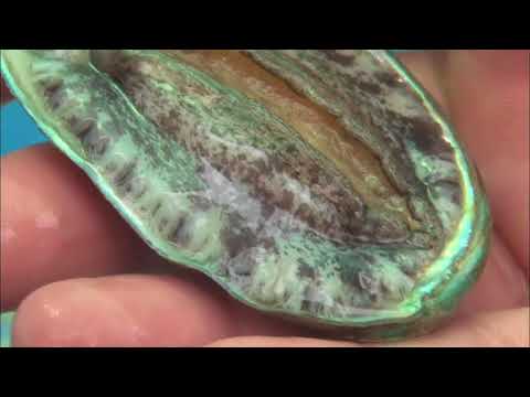 Abalone Korean Name