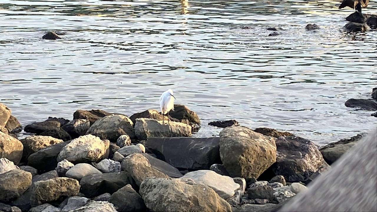 2194◆自然、楽しんでますか？「野鳥旅」など新たな「◯◯旅」を探して