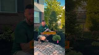 Boxwoods are dying in Michigan right now