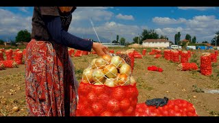 MTN TOHUM 2022 SOĞAN HASADI I SOĞAN TOHUMU I #tohum #onion #tarım Resimi