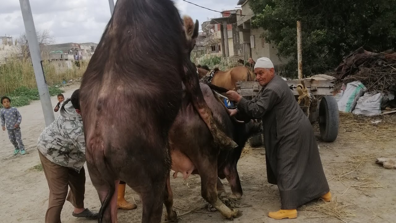 السن المناسب للتنطيط علي الحيوانات البكريه وعلامات الشياع  ومدته ومدة عمر الحيوانات