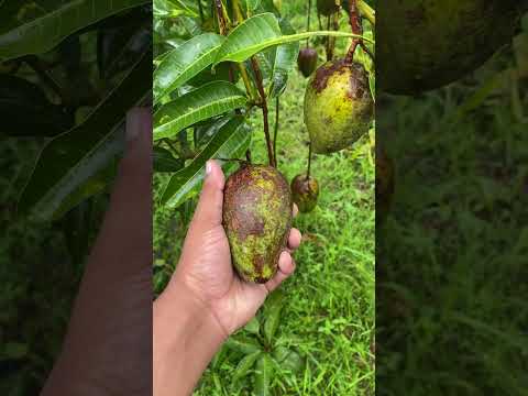 Mango Garden
