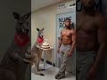 The kangaroo steals the cake 