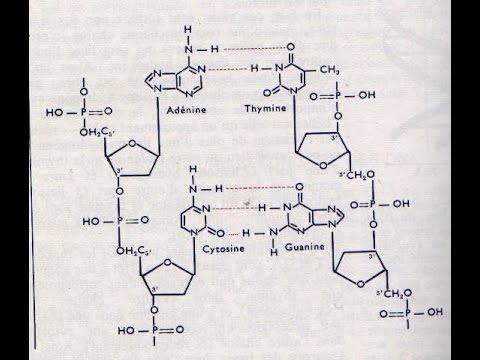 أسهل وأمتع!!! فيديو لإدراك عملية الوصل بين النكليوتيدات liaisons reliant les nucléotides