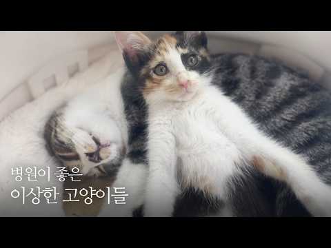 병원이 내 집처럼 편안한 이상한 고양이들