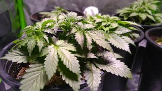 GROWING LEGAL CANNABIS IN CANADA - A LED GROW DOCUMENTARY