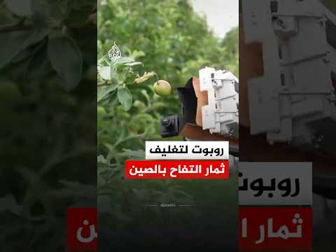 لتحسين جودتها وحمايتها من الآفات.. روبوت صيني لأتمتة عملية تغليف التفاح