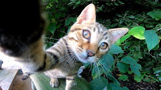 野良猫家族の家を覗いてみた