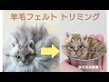 2倍速推奨【羊毛フェルト】トリミング 植毛カットで柄が浮き出る キジトラ 猫 初心者向け【Needlefelting hair cut】【groomers】
