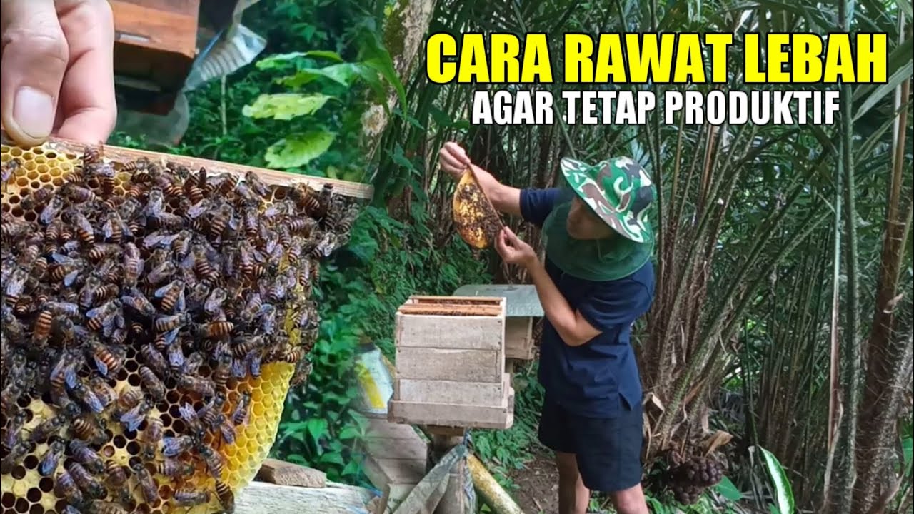 Merawat lebah madu agar tetap sehat dan produktif