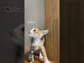 なかなか埋まらない距離 #猫 #cat #癒やされる #猫動画 #猫のいる暮らし #癒される #ねこ #猫のいる生活
