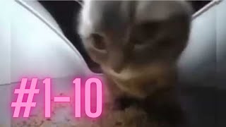 Chipi Chipi Chapa Chapa Cat Meme With Bouncing Ball Compilation! (pt1-10)