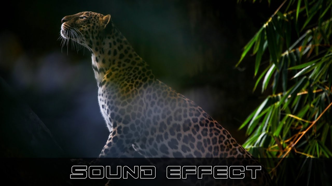 Wildlife | Leapord Roar - SFX Producer | No Copyright Animals Sound ...