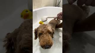 Nuamsa Lua dog bathing explore highlight viral youtubeshorts