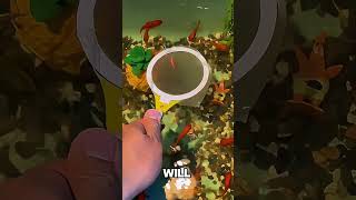 This Classic Japanese Game Looks Easy – But the Net MELTS in Water!