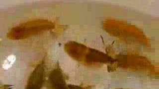 らんちゅう仔引き計画★色変わり中の黒仔の状態