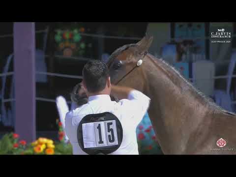N 15 EPIFORANA GCAT Prague 2025 Yearling Fillies Section B Class 1B