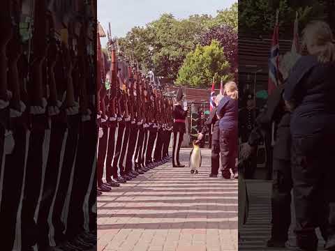 TÜMGENERALLİĞE TERFİ EDEN PENGUEN SIR NILS OLAV ASKERLERİN HİZASINI BÖYLE KONTROL ETTİ!