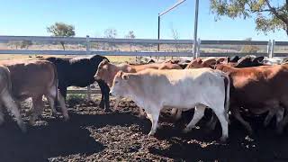 Mostly hfr 1