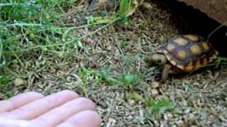 Tiny Tortoise Comes When Called The Original Taco