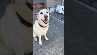 とにかくN-BOXに乗るのが大好きなラブラドールレトリーバー #shorts #nbox #ラブラドールレトリバー #犬のいる暮らし #labradorretriever