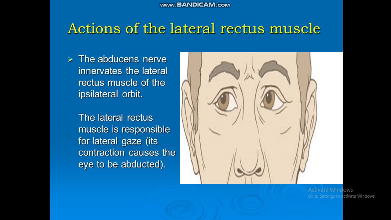cranial nerves part 2 - YouTube