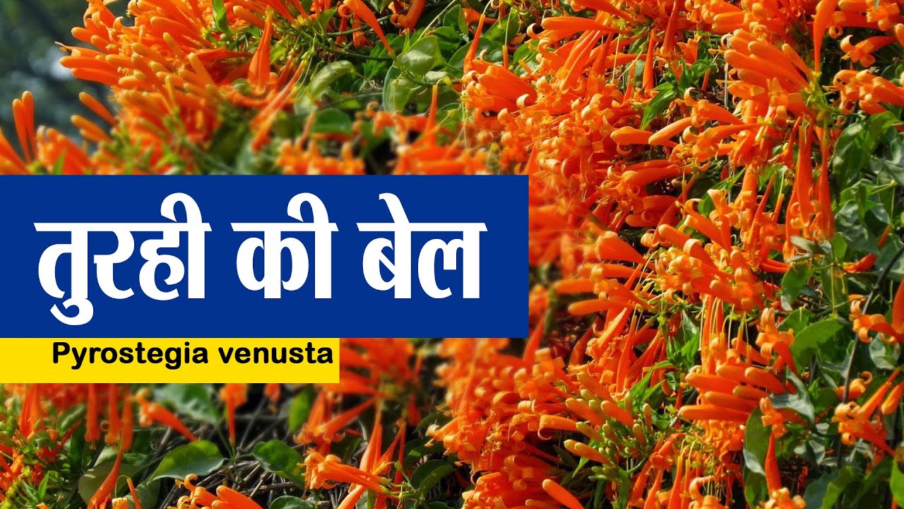 तुरही (Trumpet Flower) की बेल।Pyrostegia Venusta ।। तुरही (Trumpet