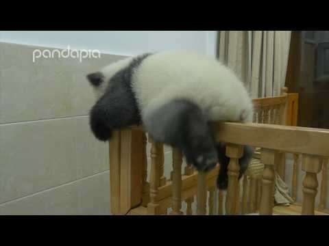 Panda's brave cradle escape